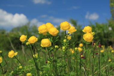 Flowers in Poland