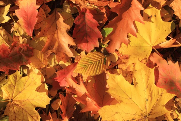 stock image Autumn background