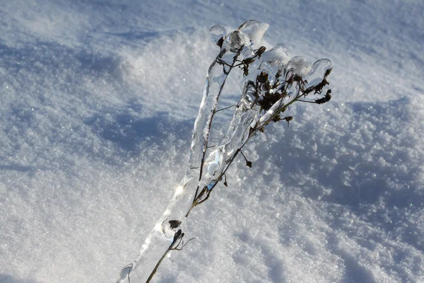 Zimní flóra — Stock fotografie