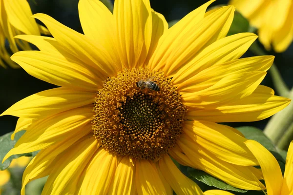 Медоносная пчела в цвету — стоковое фото