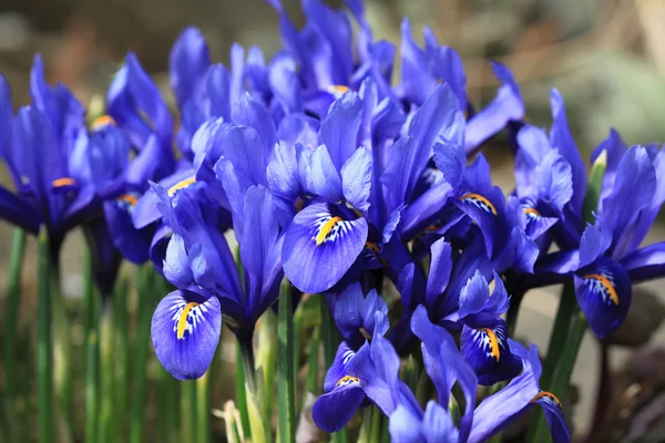 stock image Iris pumila