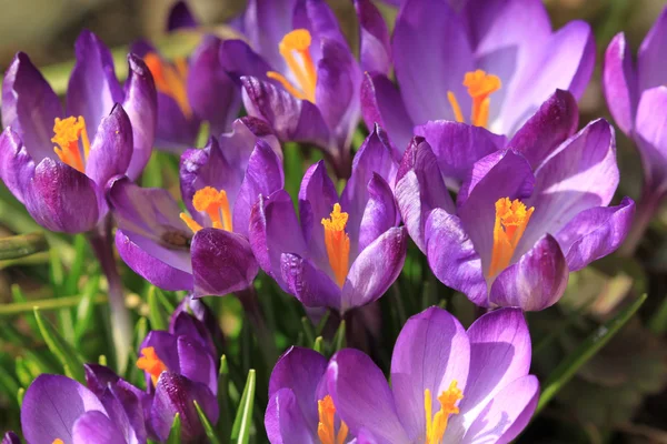 stock image Crocus