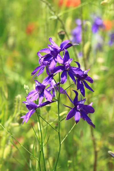 stock image Larkspur