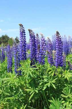 Lupine