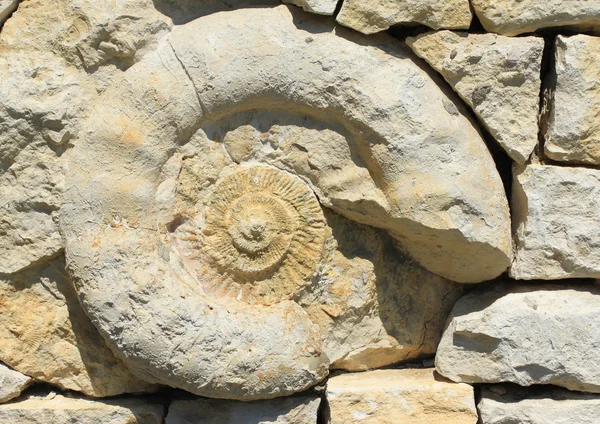 古化石 — 图库照片
