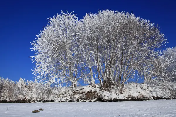 stock image A tree in snow against the blue sky