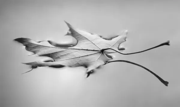물 표면에 떠 있는 잎 로열티 프리 스톡 사진