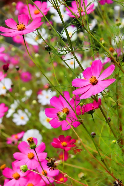 자홍색 꽃 로열티 프리 스톡 이미지