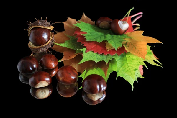 stock image Autumn leaves and chestnuts on black background