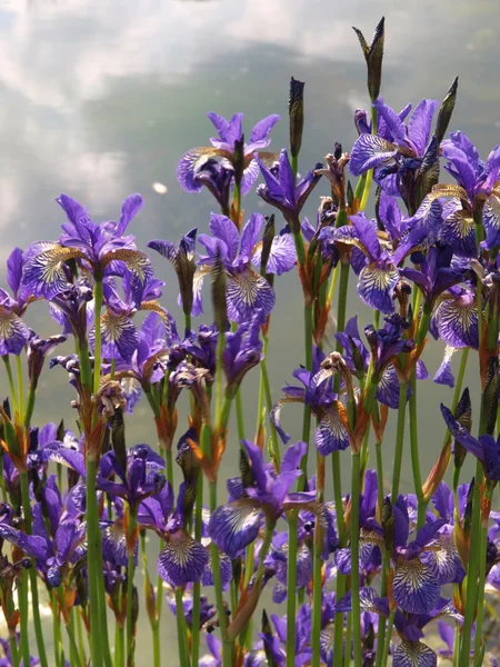 Iris azul - iris spuria — Foto de Stock