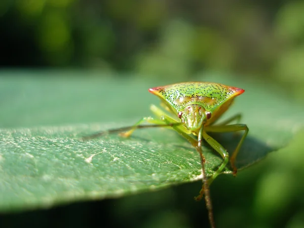 stock image Plant bug close-up (2)