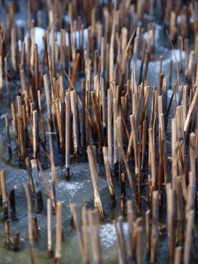 donmuş su reed ile