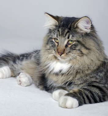 resting Norwegian Forest cat clipart