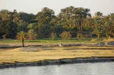 River Nile scenery between Aswan and Luxor clipart