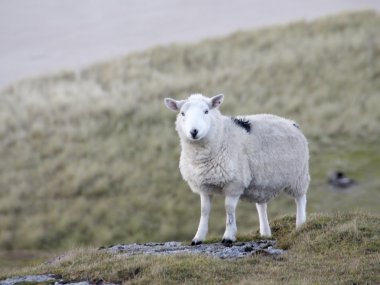 Sheep at the coast detail clipart