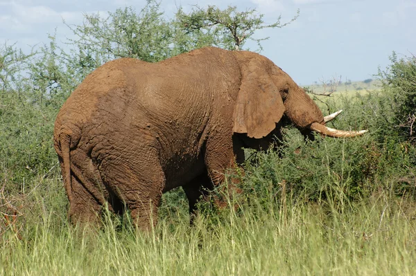 Earth colored Elephant — Stock Photo, Image