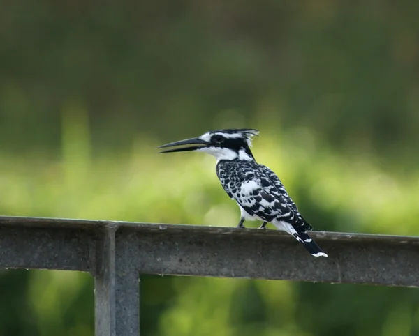 Kingfisher na barra metálica — Fotografia de Stock
