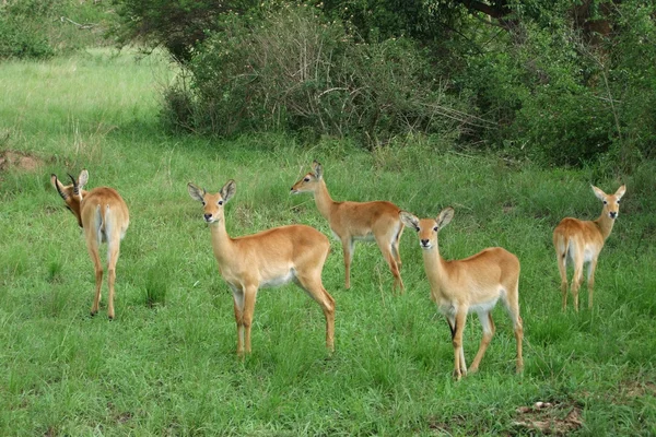 Uganda kobs w zielonej roślinności — Zdjęcie stockowe