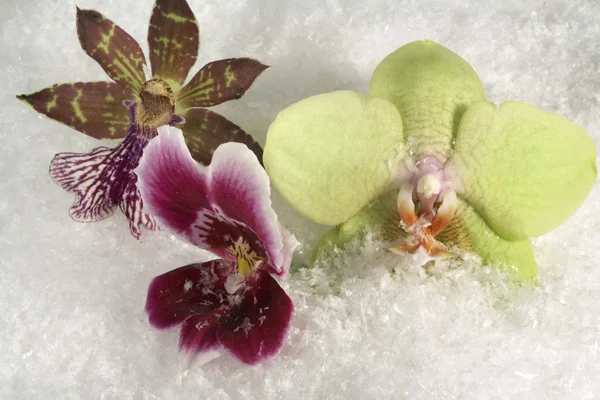 Flores de orquídea e neve — Fotografia de Stock