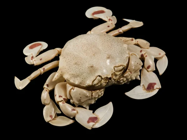 Moon crab in black back — Stock Photo, Image