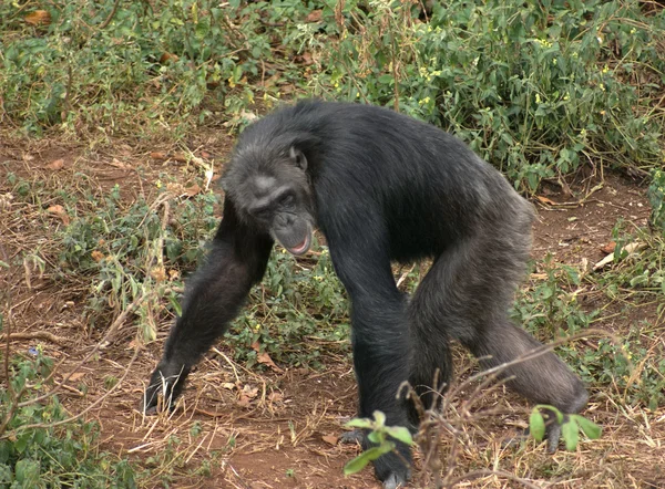 Gyalogos csimpánz — Stock Fotó