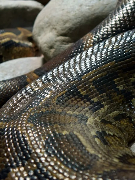 光沢のある python 詳細を縮小 — ストック写真
