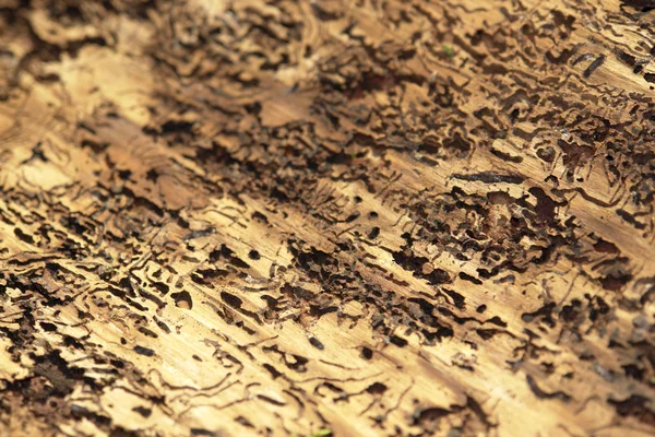 Bark beetle traces — Stock Photo, Image