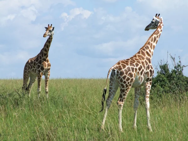 Zürafalar Uganda ile güneşli manzara — Stok fotoğraf