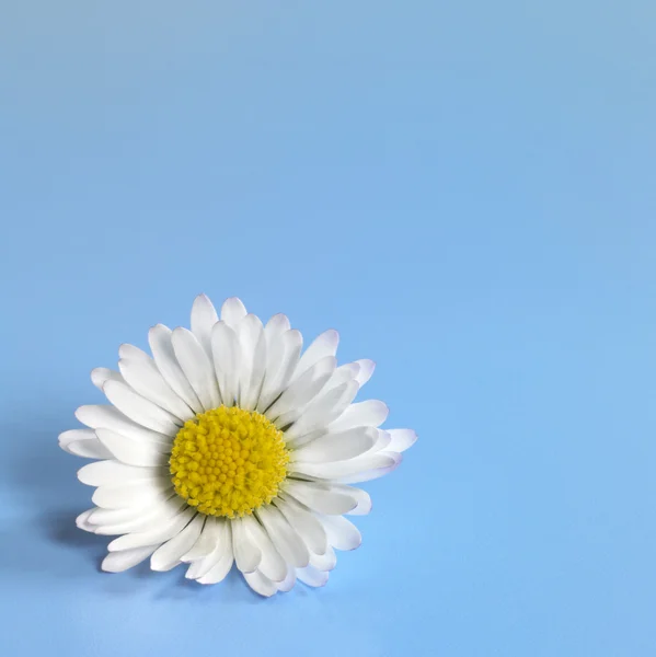 stock image Daisy flower closeup in blue back