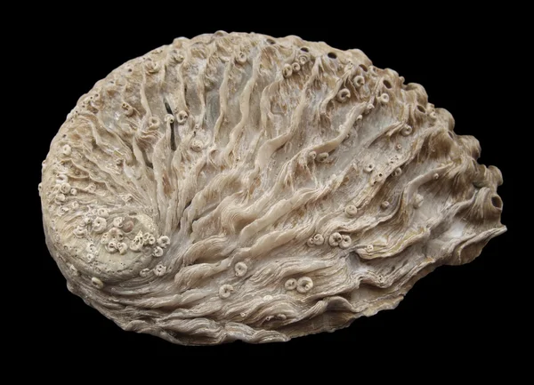 アワビの貝殻 — ストック写真