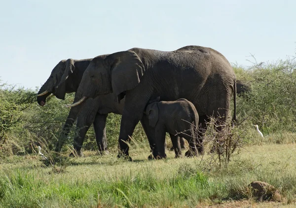 Einige Elefanten in Uganda — Stockfoto