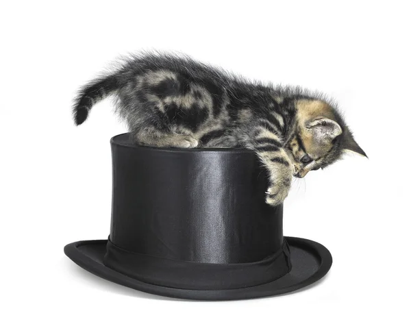 Kitten playing on top hat — Stock Photo, Image