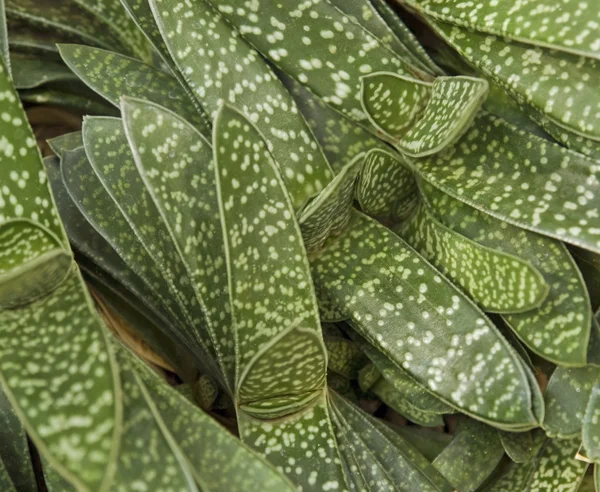 Abstrakt saftiga växter detalj — Stockfoto