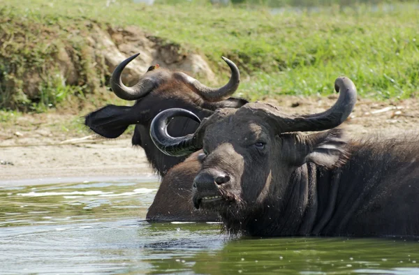 Búfalos africanos en un ambiente soleado —  Fotos de Stock
