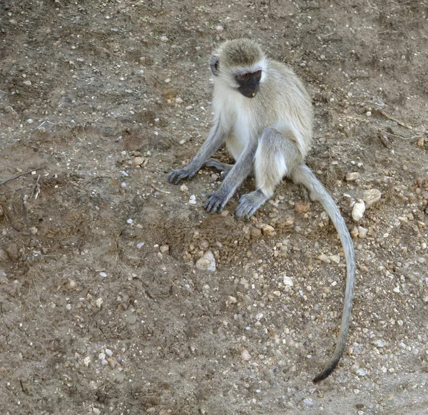 Συνεδρίαση μαϊμού πράσινο — Φωτογραφία Αρχείου