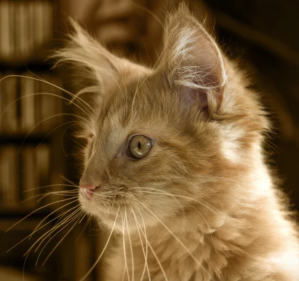 Мейн Кун кошеня портрет — стокове фото