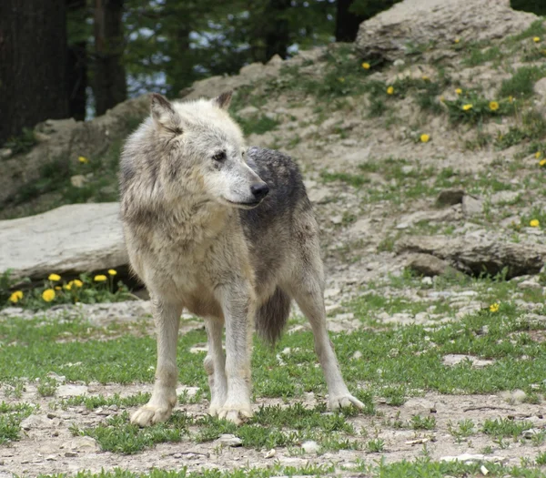 Loup gris dans une ambiance naturelle — Photo