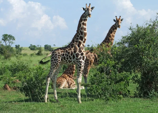 Giraffe in Africa — Foto Stock