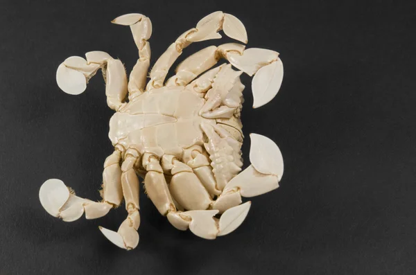 Underside of a moon crab — Stock Photo, Image