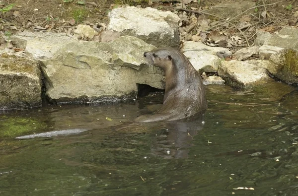 Otter in waterside ambiance — Stock Photo, Image