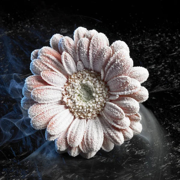 Iced gerbera flower — Stock Photo, Image