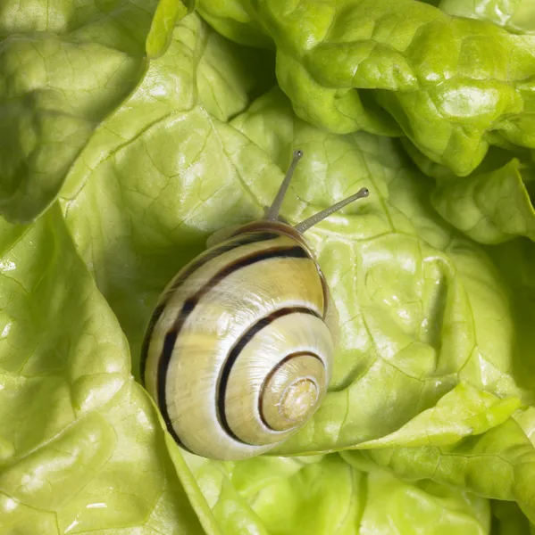Равлик з гаєм на зеленому салаті — стокове фото