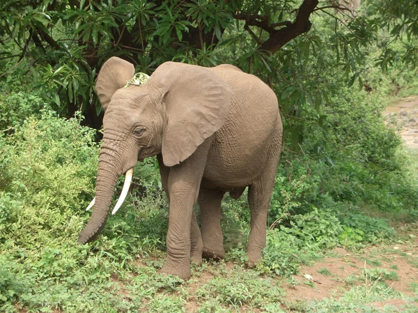 Слон в Танзании — стоковое фото