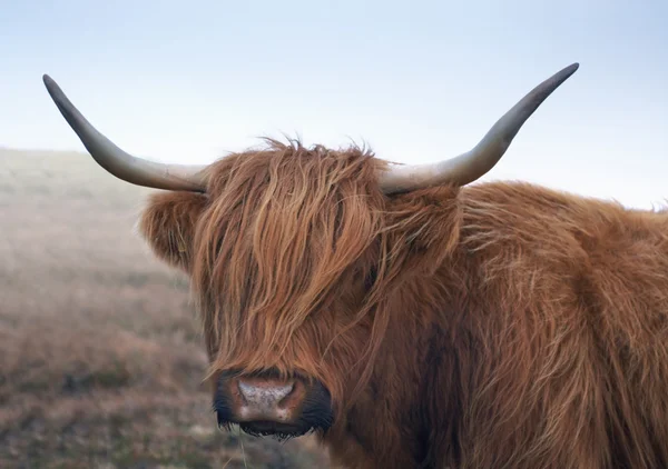 stock image Red brown Highland cattle