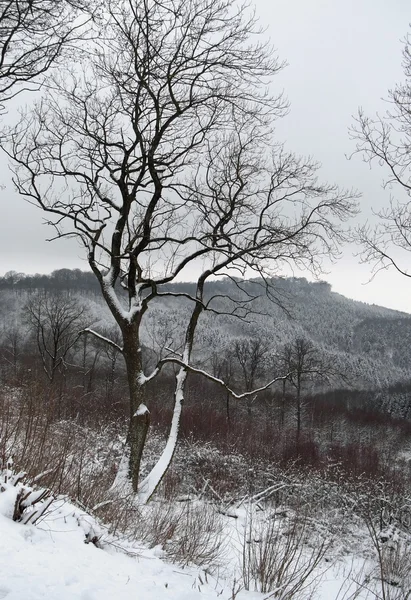 Winterliche Schneelandschaft — Stockfoto