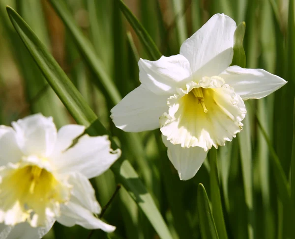 Flor de daffodil em verde leavy de volta — Fotografia de Stock