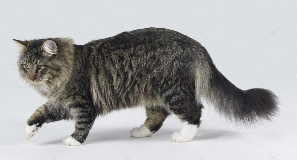 Norwegian Forest cat — Stock Photo © prill #7117258