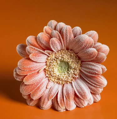 Iced gerbera flower clipart
