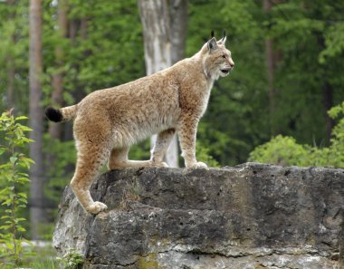 Eurasian Lynx clipart