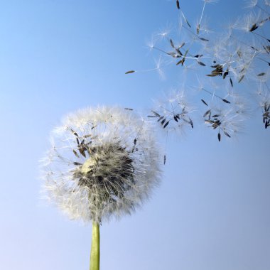 Dandelion blowball and flying seeds clipart